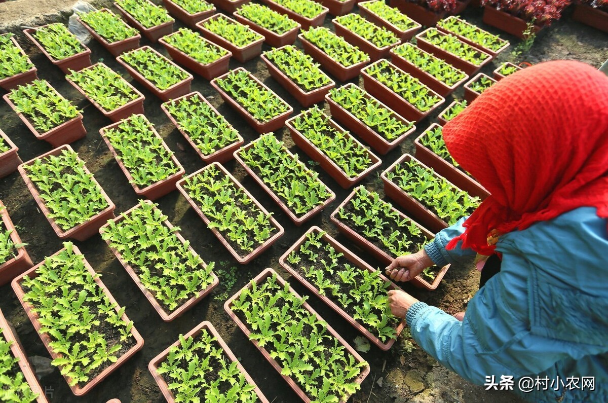 农村创业项目快速赚钱,新农村创业适合做的几个生意项目