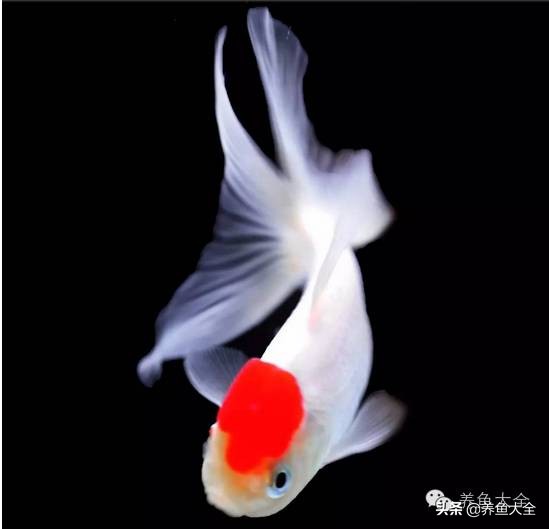 鱼缸里养金鱼怎么老是死啊,养金鱼总死是什么原因