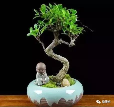 榕树也叫摇钱树，给人带来好运和财富！榕树怎么养？