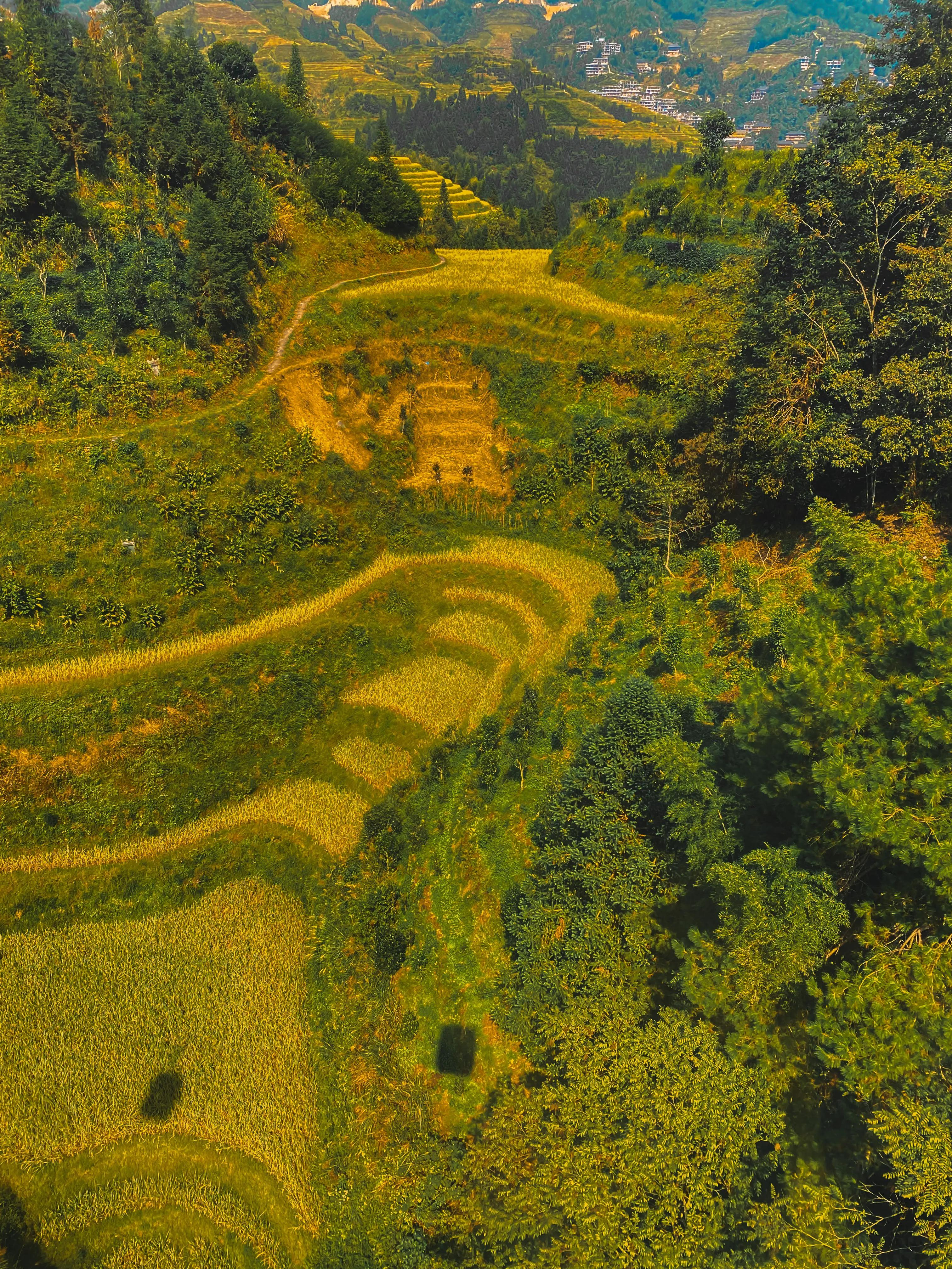 龙胜龙脊梯田香米,龙胜龙脊梯田分红