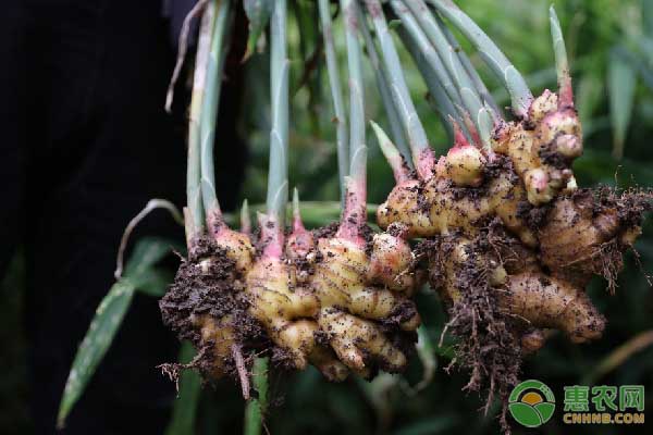 种植生姜入冬前如何处理土壤,生姜种植前可以用菜枯打底肥吗