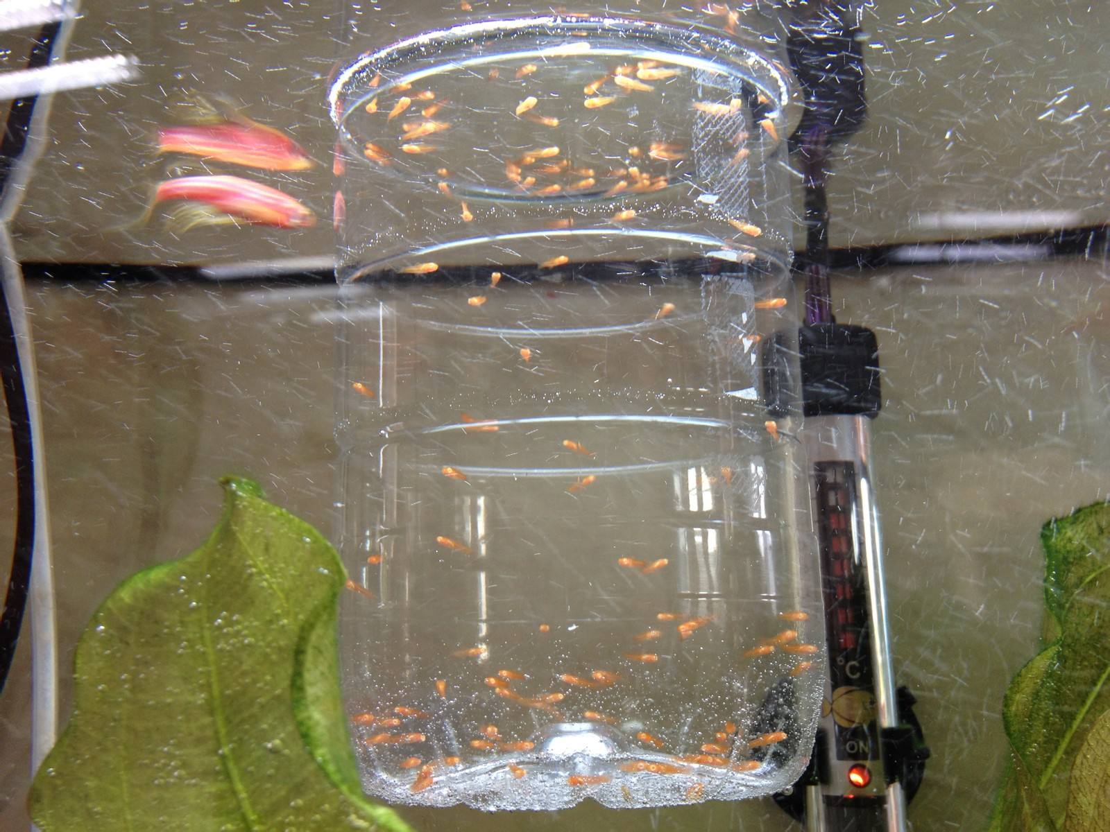 网上卖孔雀鱼鱼苗,孔雀鱼鱼苗可以买吗