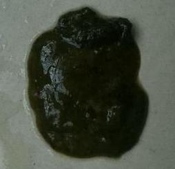 鸡拉黑便是怎么回事,鸡得了肠毒有哪些症状