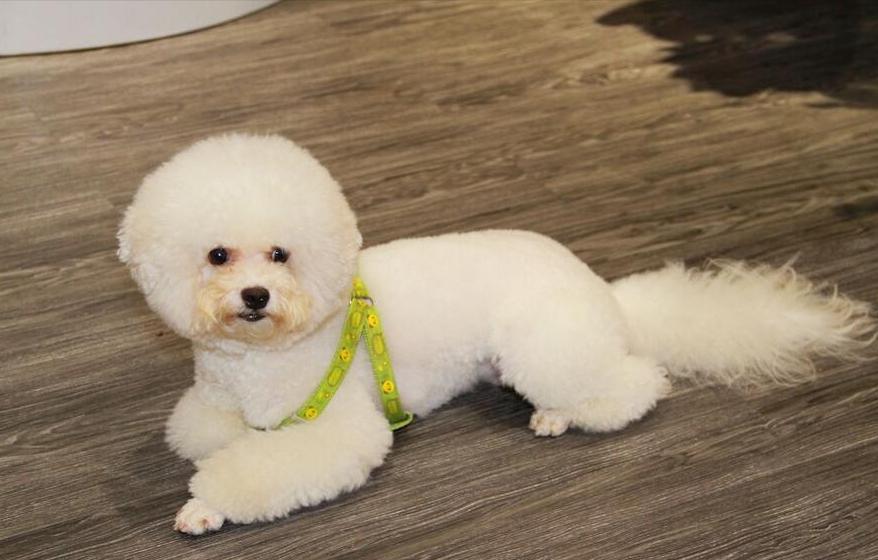 养狗比熊的注意事项,养狗后悔比熊