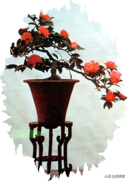 丛林式盆景欣赏,盆景欣赏及制作