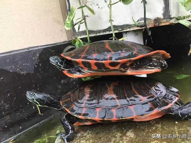 宠物龟摔了怎么办,宠物龟受伤怎么处理