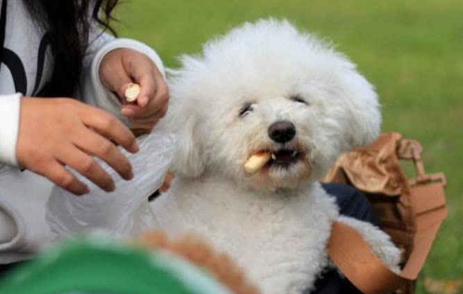 比熊不怎么吃狗粮是什么原因,比熊不吃狗粮怎么回事