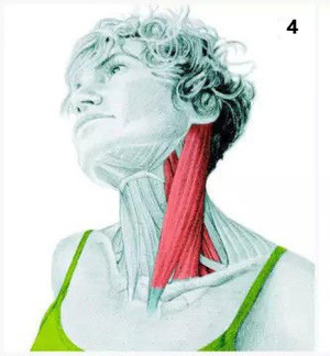 气血自流拉筋的好处,骨正筋柔气血自通