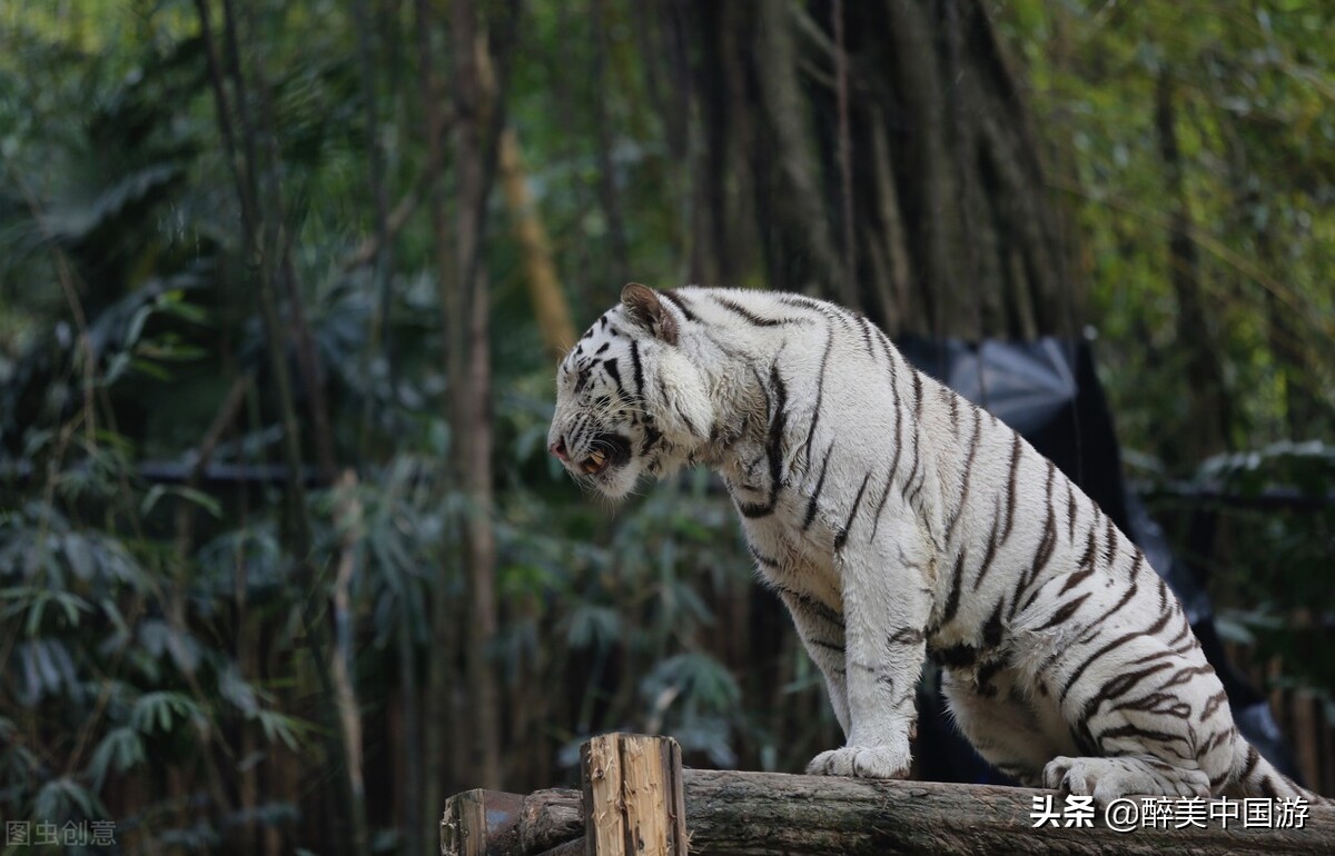 长隆野生动物园动物大巡游,长隆动物园动物视频