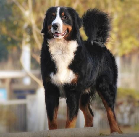 世上最罕见的狗品种图片,全世界狗品种视频