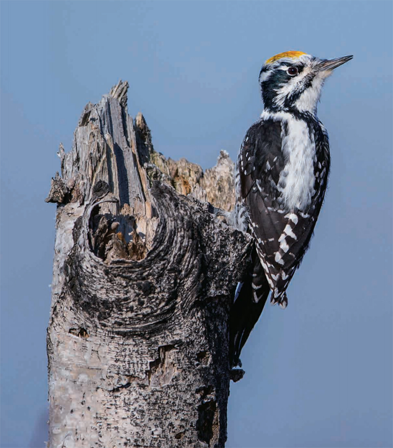 林草科普宣传视频,林草科普中国牧草植物