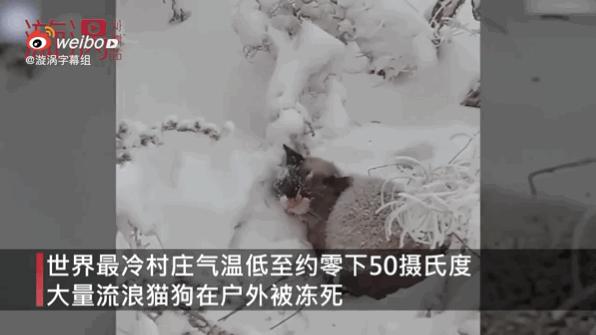 零下32度的狗被冻成冰疙瘩,八只狗狗零下50度严寒