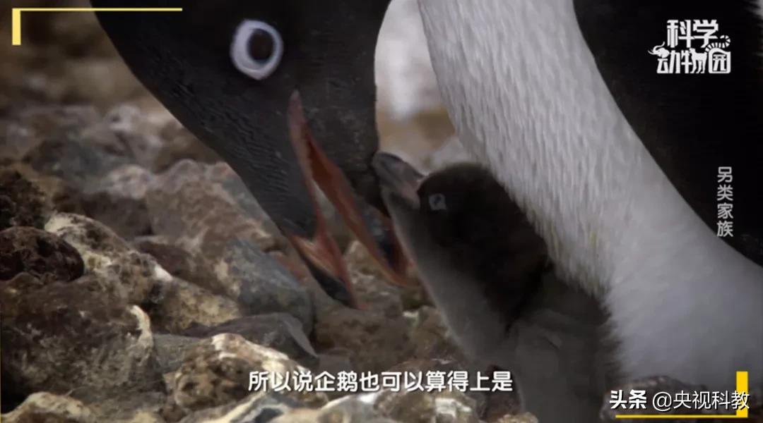 某些企鹅竟然偷东西成瘾，张腾岳一句话道破真相