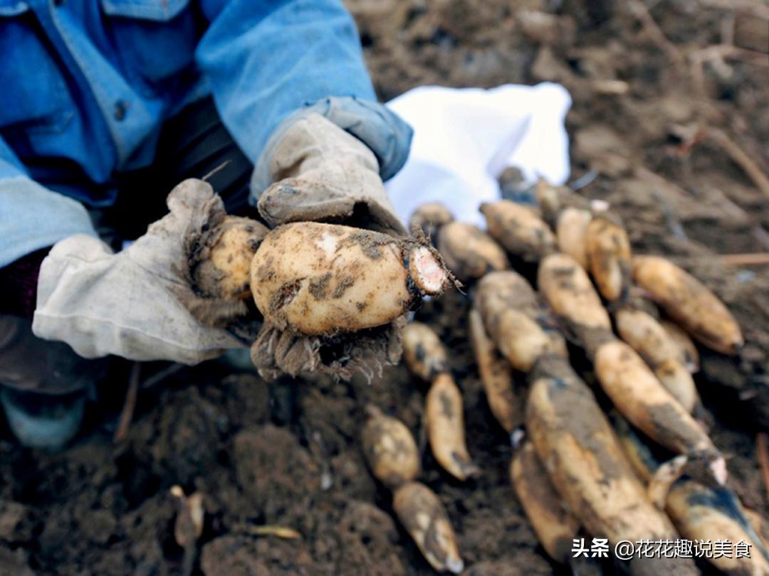 买莲藕千万不要买这3种,买的莲藕怎么不甜