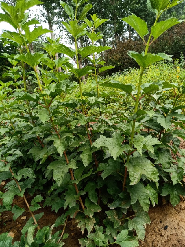 代购苗木,代销苗木挂账