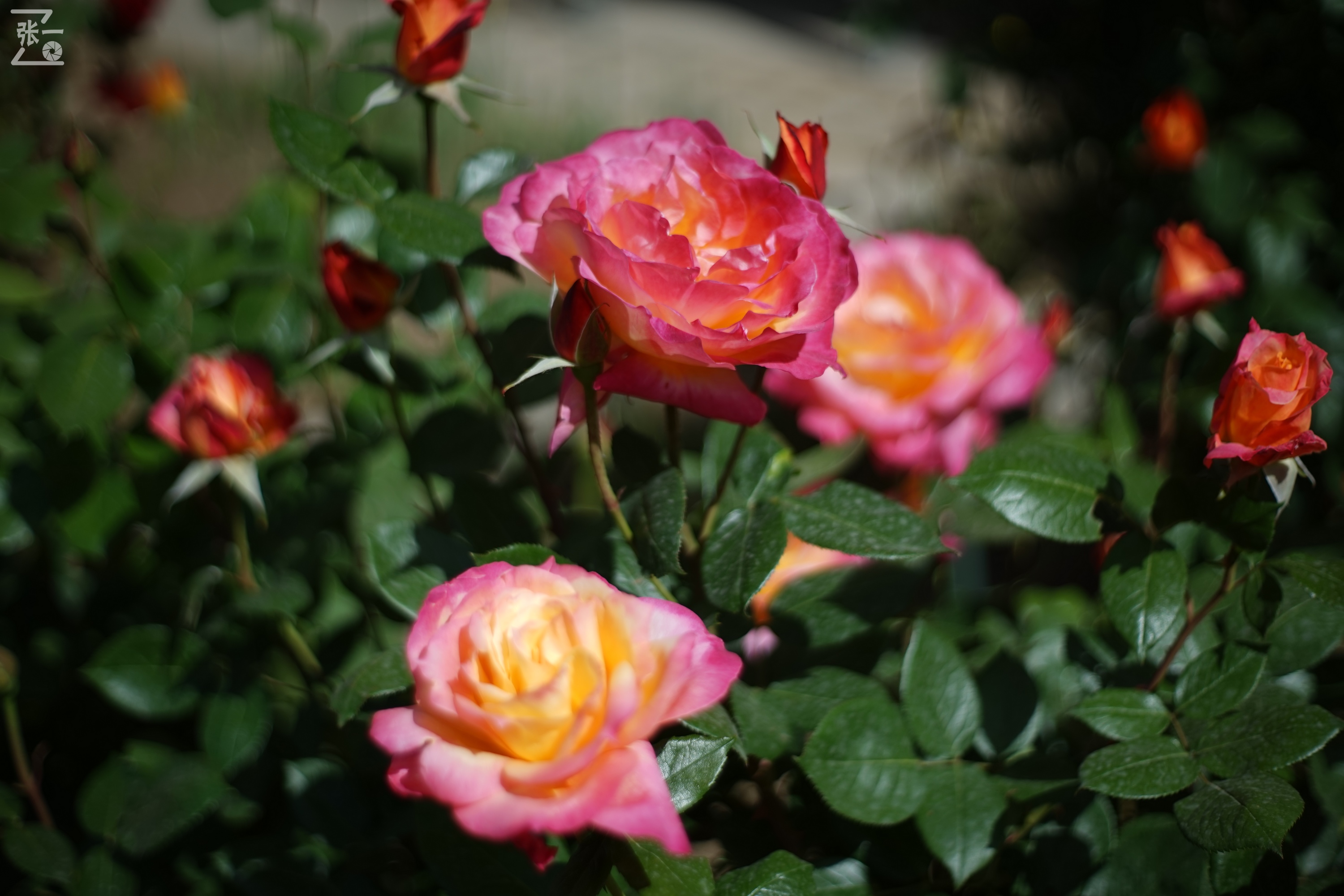 凤凰国产50mm镜头,凤凰索尼e口镜头