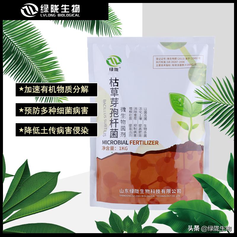 猪用枯草芽孢杆菌的作用与功效,枯草芽孢杆菌在水产养殖的作用