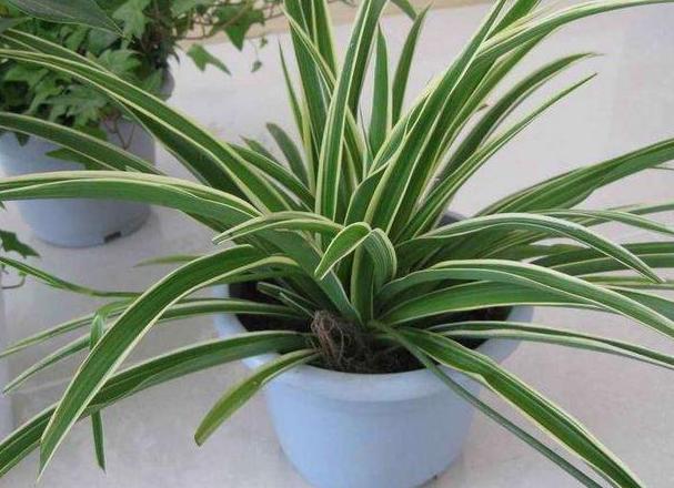 吊兰,是喜阴还是向阳,很多人弄错了,难怪总爱黄叶