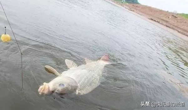 细线遇到大鱼遛鱼有用吗,细线钓到大鱼怎么正确遛鱼