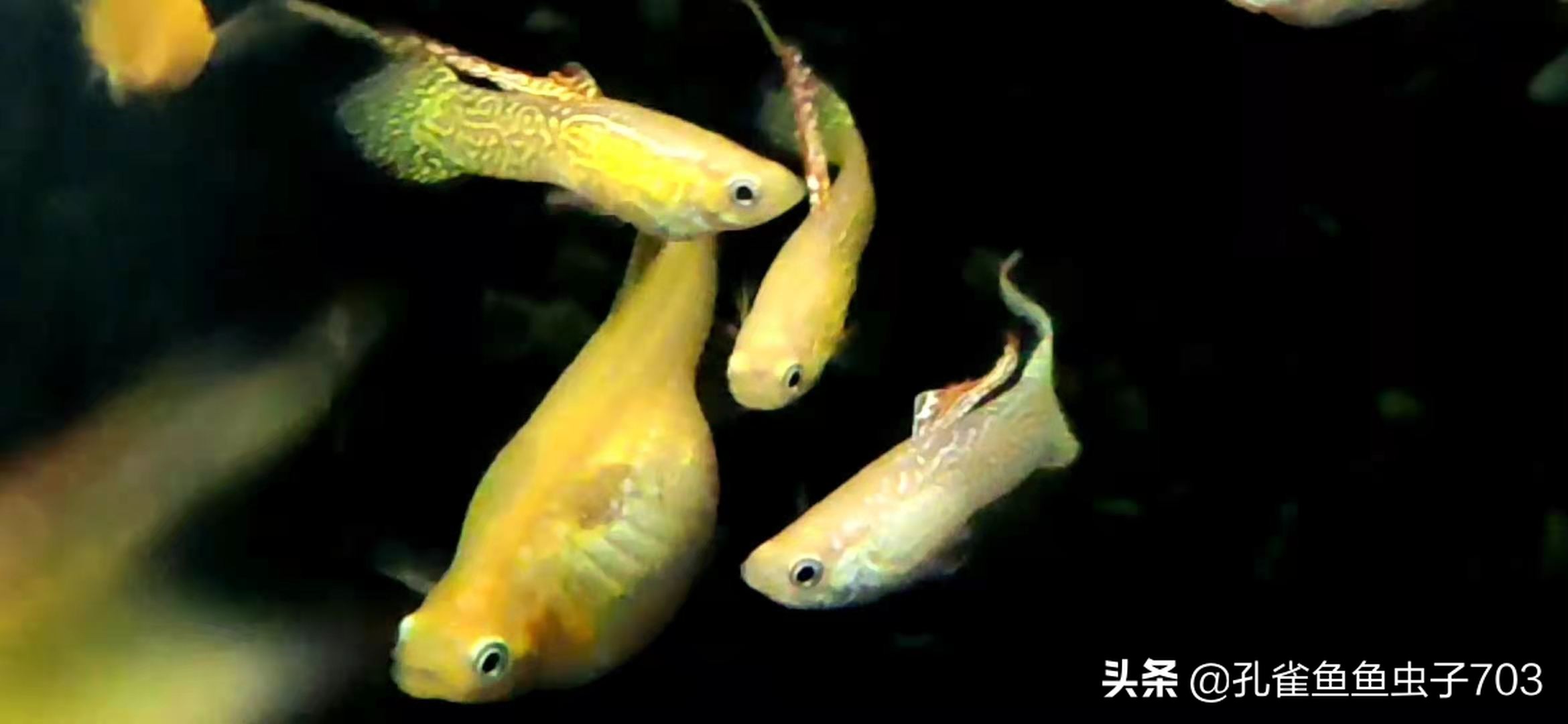 孔雀母鱼多久生一次,孔雀母鱼生一半不生了