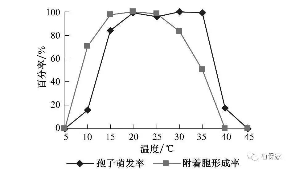 炭疽病怎么来的,炭疽病症状如何预防
