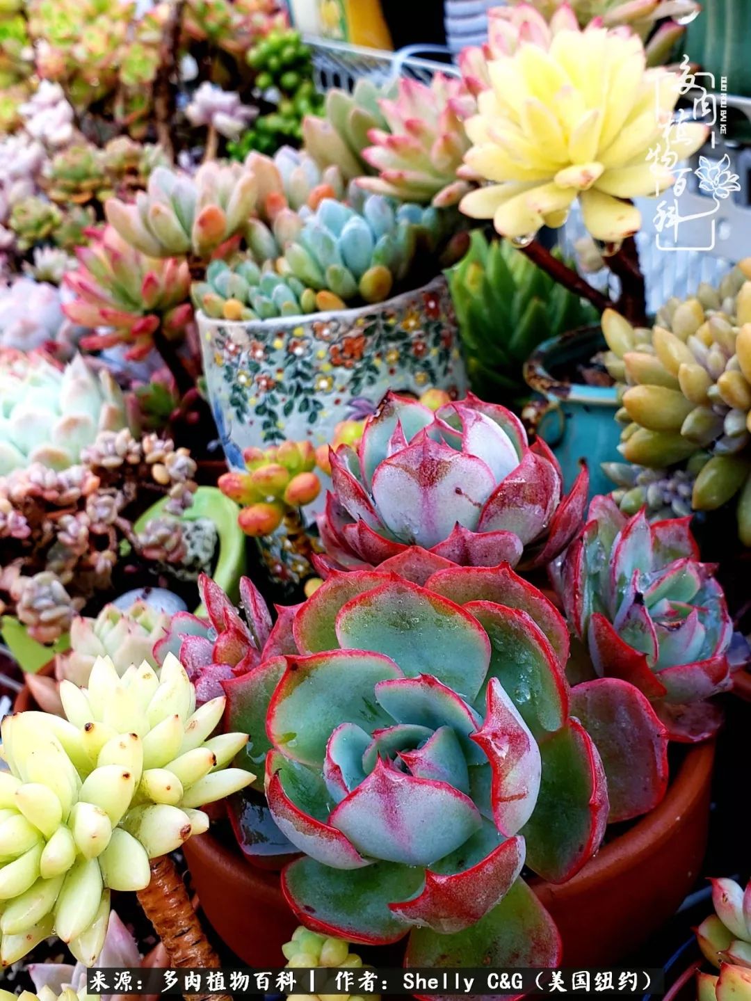 美国纽约有多少华裔人,美国纽约有多少个华人