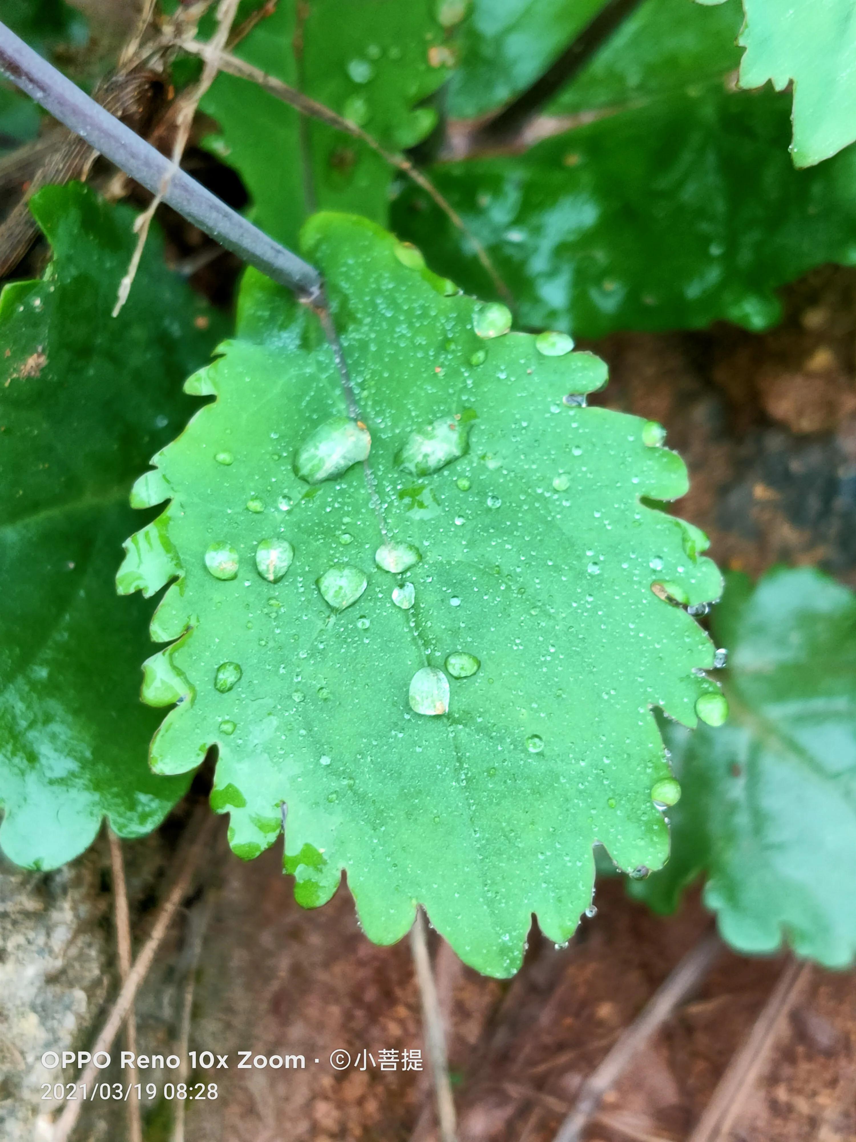 这种植物为成就蜀国屡次北伐功不可没