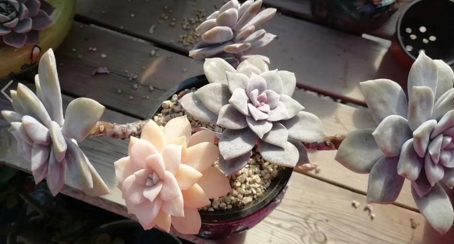 多肉养出状态来有多美？这102种多肉控养上色之后美呆了