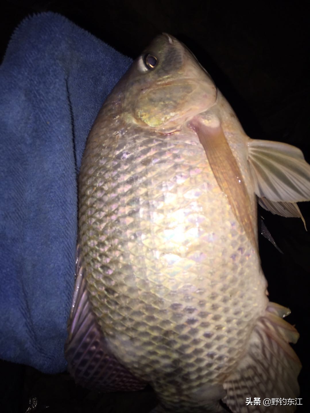 深圳大鹏野钓免费最佳地点,深圳福田野钓地点在哪里