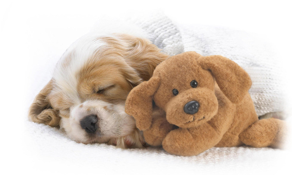 犬瘟热沾染人身上多久,犬瘟热一定要用干扰素吗