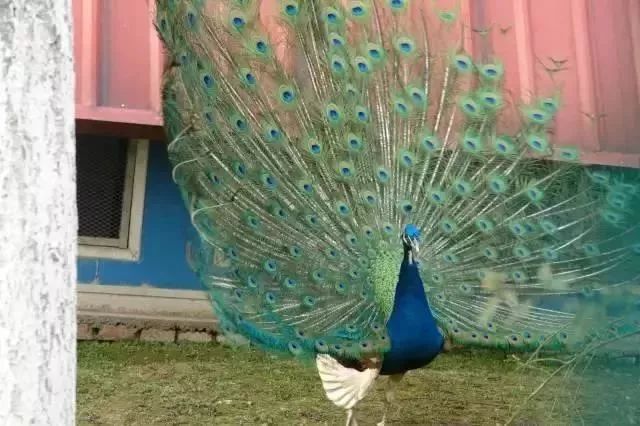 上海被低估的国际化学校,上海大学为啥被称为魔都良心大学