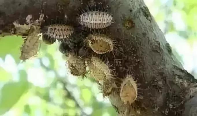 果树蚧壳虫怎么根除4月,果树蚧壳虫最快消除办法