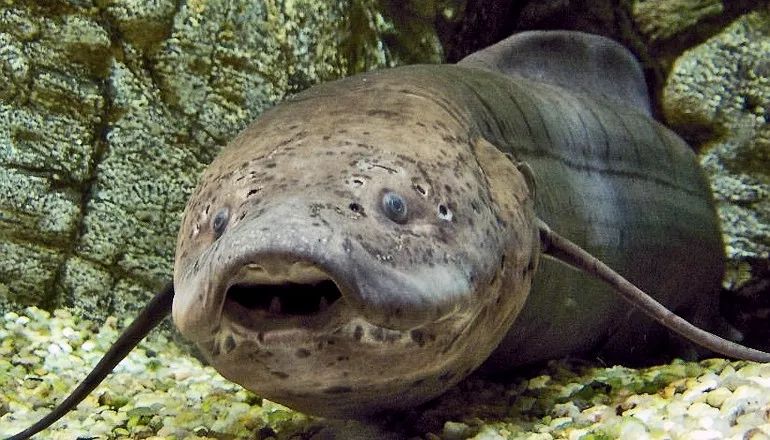 世界十大凶猛淡水鱼类,顶级淡水鱼类