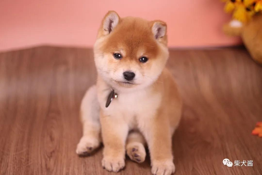 买1000元柴犬币,1000块钱买了只柴犬