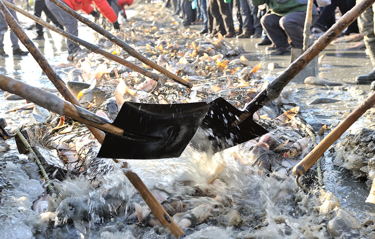 东北全鱼宴 (东北最正宗的全鱼宴)
