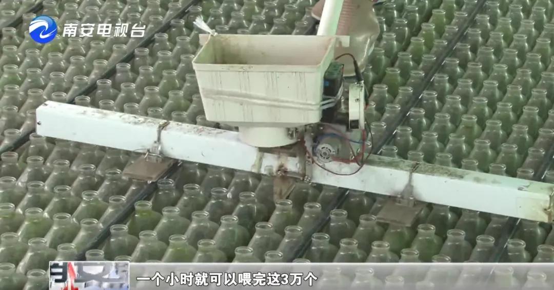 90后小伙的“斗鱼”梦：泰国斗鱼从南安“游”到全国各地！