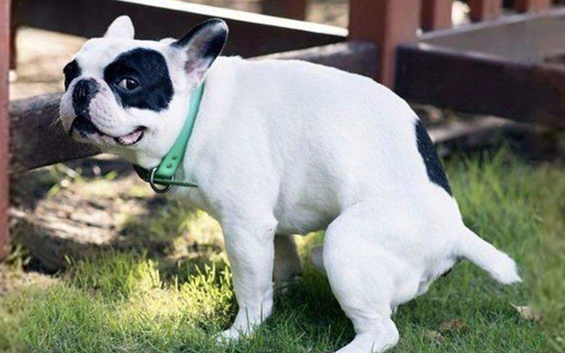 狗狗上火眼睛红最快解决方法,狗狗尿黄上火怎么办吃什么药