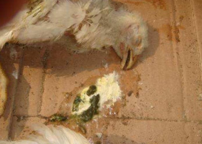 小鸡腿软站不起来会死吗,小鸡腿软站不起来怎么办