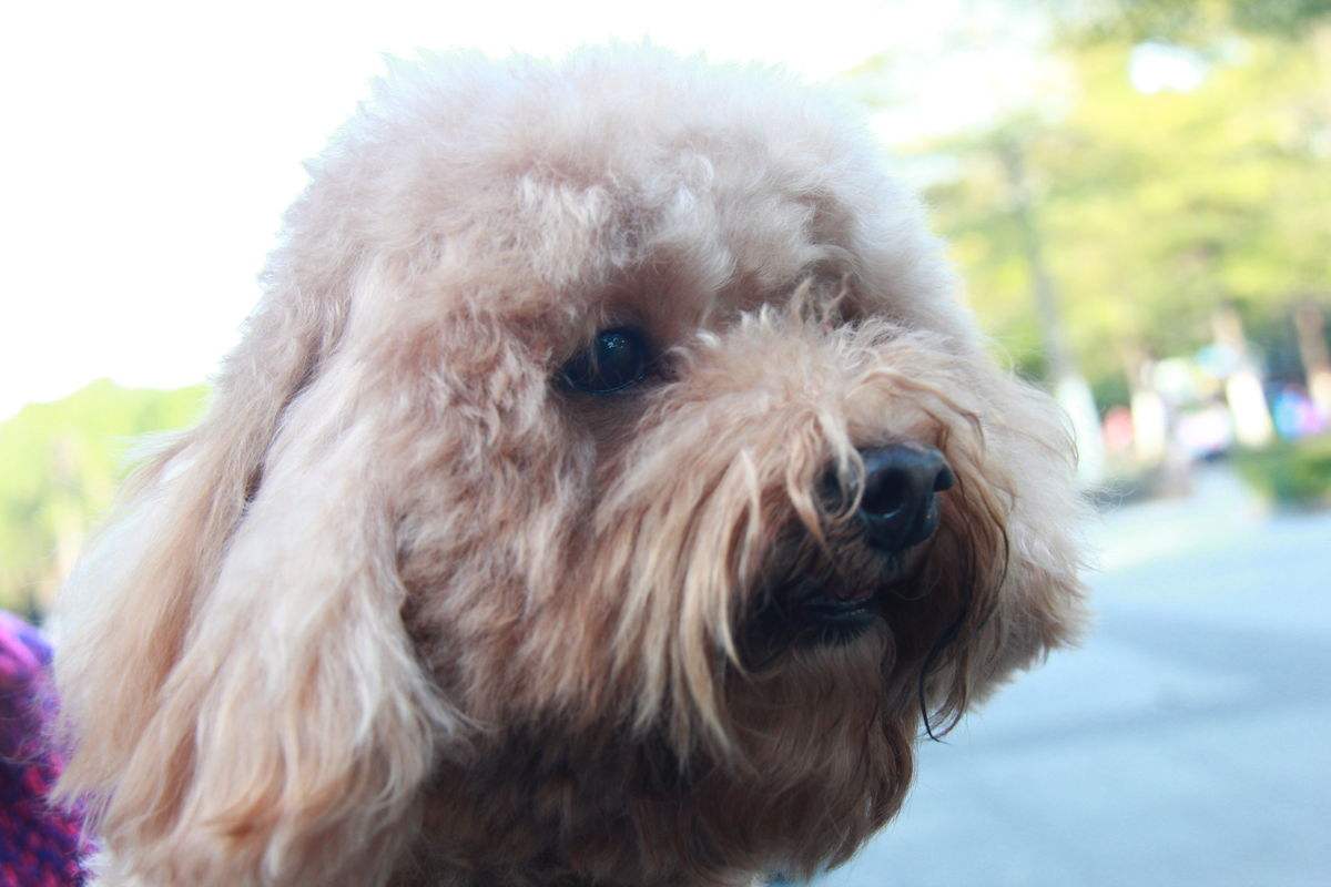 泰迪犬的优点和缺点有哪些,巨型泰迪犬有什么优点和缺点