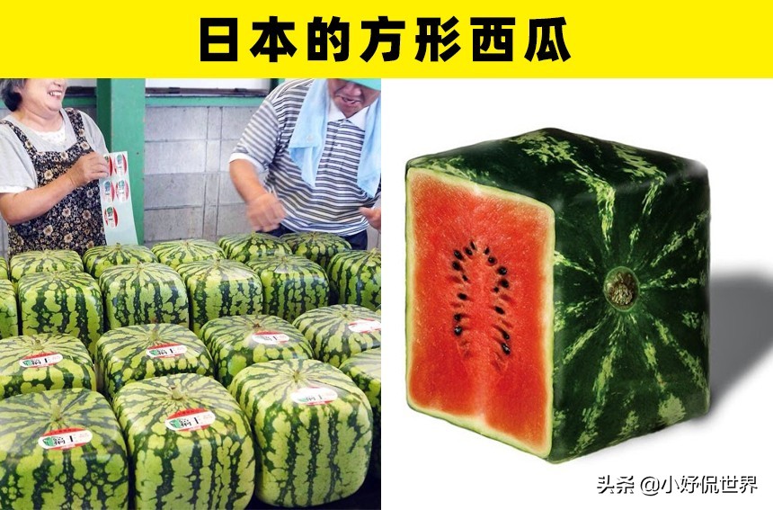 去日本旅游看不到的现象,去日本旅游一定会发现的事