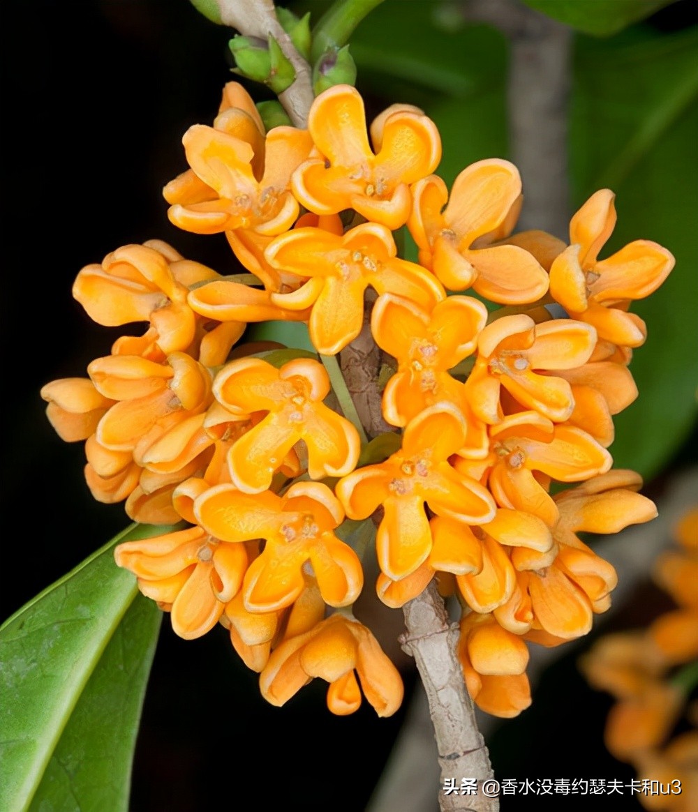 香水的味道哪种比较好闻不刺鼻,怎么区分浓香水和淡香水