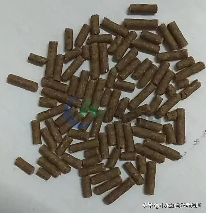 牛！这桂花鱼的饵料鱼新品种，产量远超鲮鱼仔