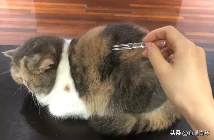 听说给猫起名越贱越好养活,科普给猫起名