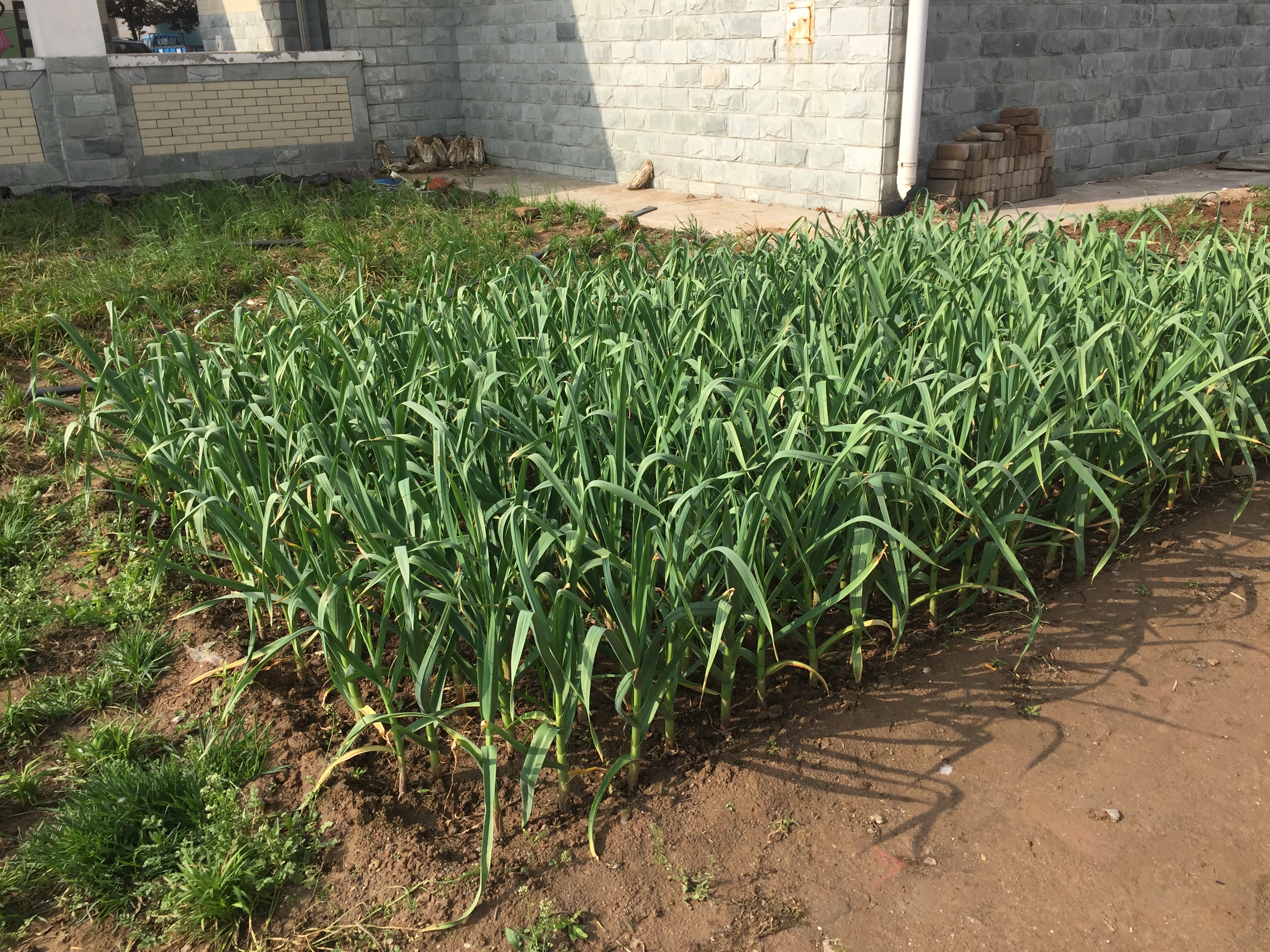 河南男子捡到只怪鸟，想要放生，专家看完后：价值600万