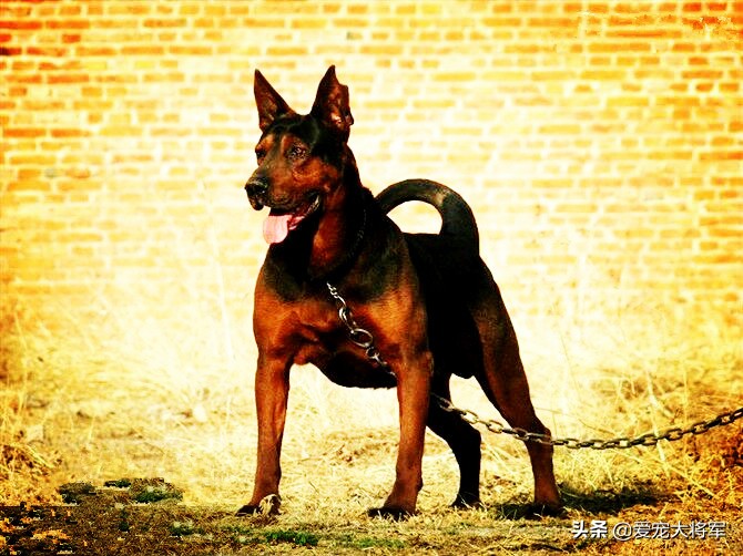 德国牧羊犬和罗威纳犬谁护卫更好,罗威纳犬杜宾德牧