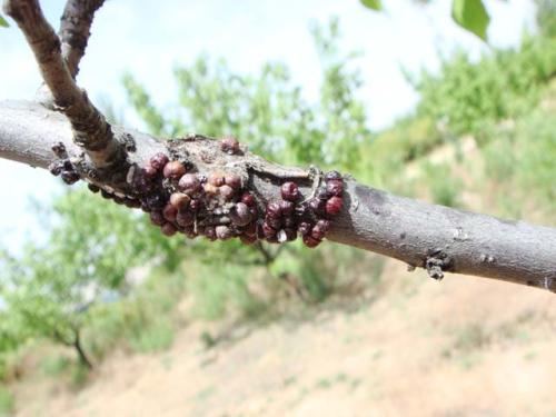 杏树上面的树虱子怎么治,杏树虱怎么治