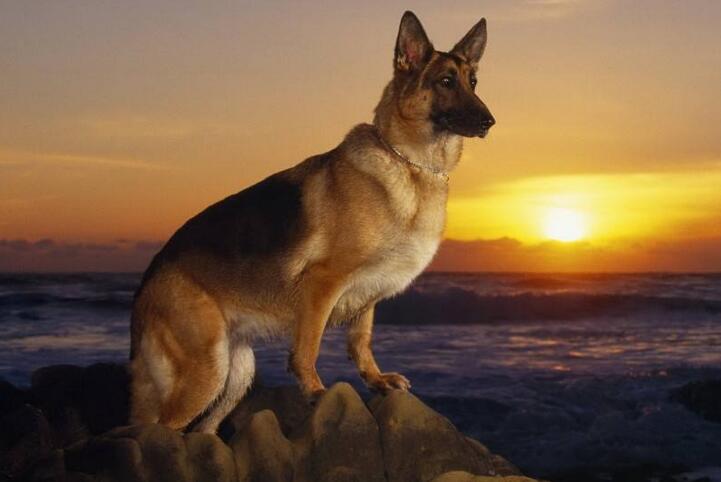 如何挑选德国牧羊犬,怎么挑选小的德国牧羊犬