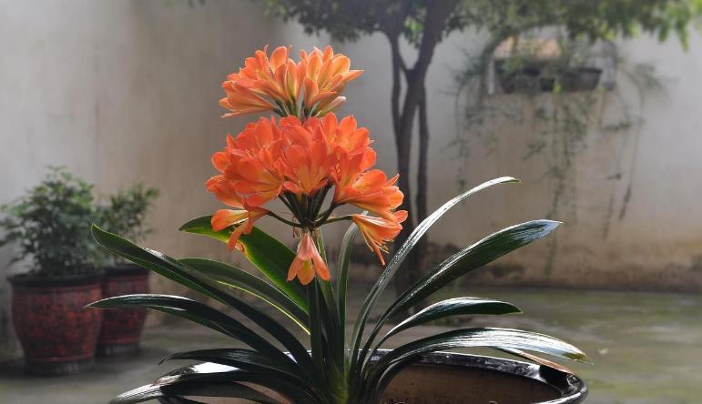 哪种兰不是真正的兰科植物,兰科兰属植物有哪些