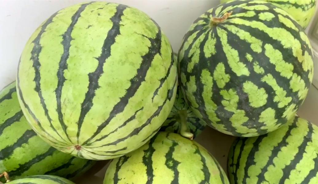 买西瓜时不要敲敲打打,买西瓜时怎么挑到又沙又甜的