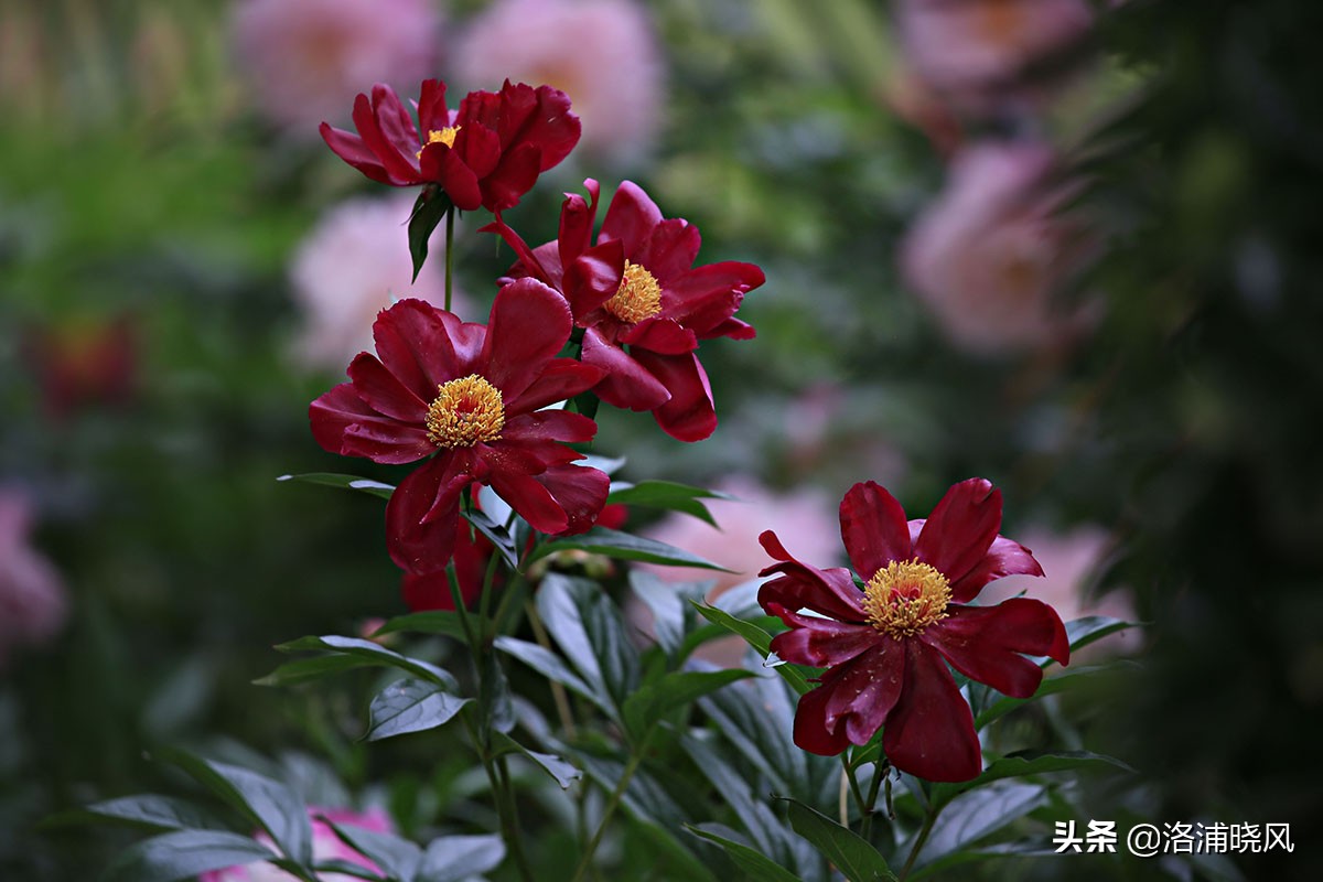 大院绿化的回忆——顺便看看院里的芍药定个究竟有多少种？